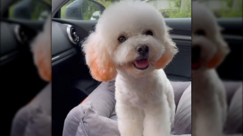 A white dog with orange ears sitting inside a car.