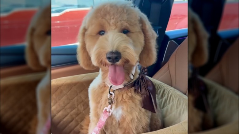 A happy-looking dog in a bow sitting inside a car.