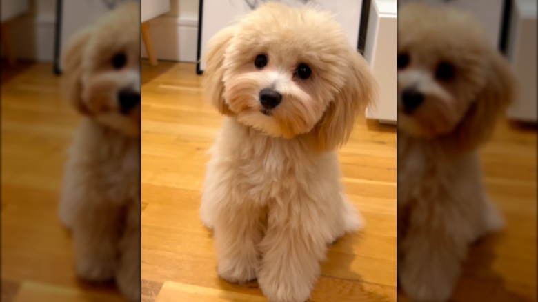 A fluffy blonde maltipoo sitting on a hardwood floor.