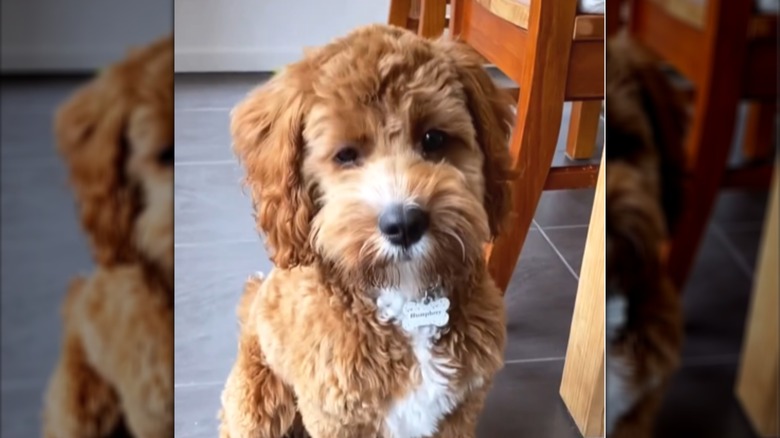 A brown dog sitting next to a kitchen chair.