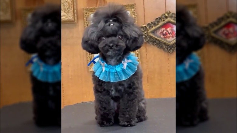 A black dog in a ponytail sitting on a table.