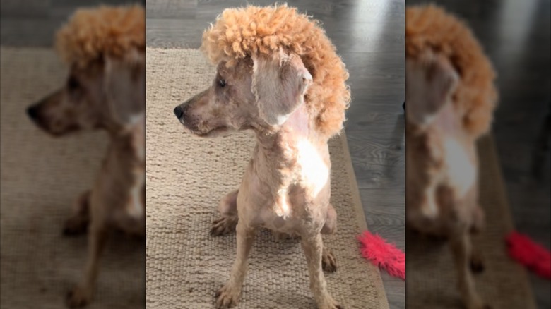A dog with a mullet looking to the side.