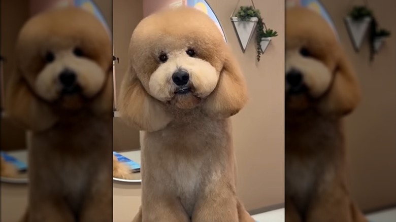 A large dog with tan fur sitting inside.