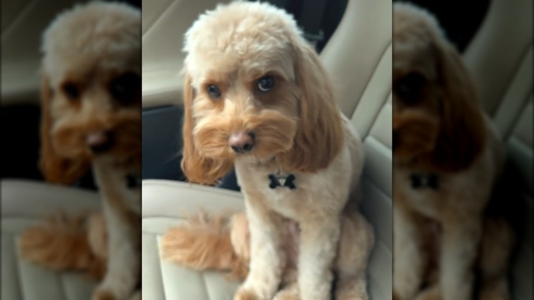 A cream and white dog sitting on a tan car seat.