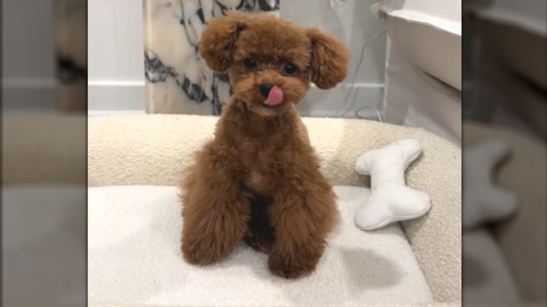 A brown puppy with very fluffy legs.
