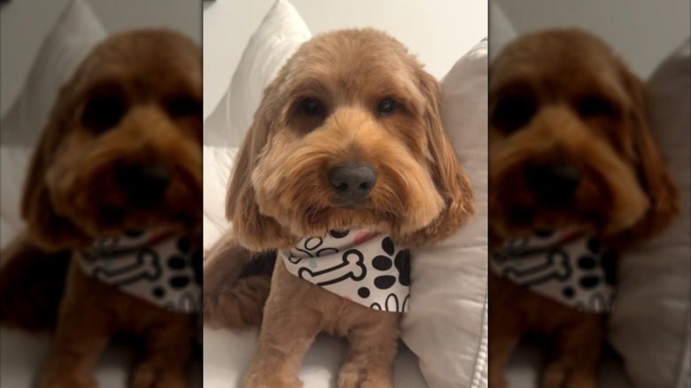 A dog in a bandana sitting on a bed.