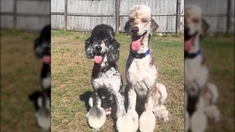 Two groomed poodle sitting next to each other outdoors.