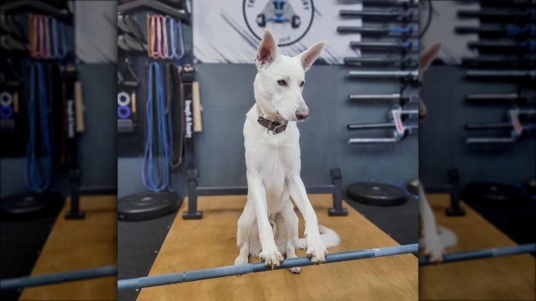dog sitting with paws on weights bar.