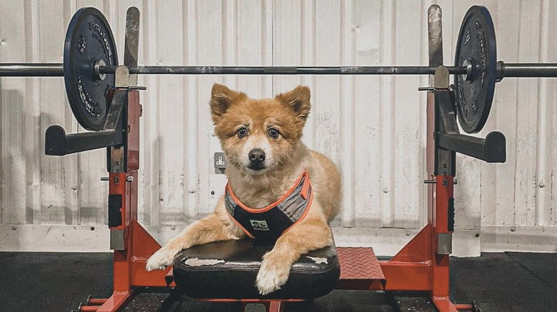 dog sitting on a bench press.