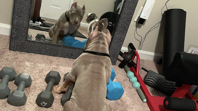 dog staring at themself in the mirror surrounded by weights.