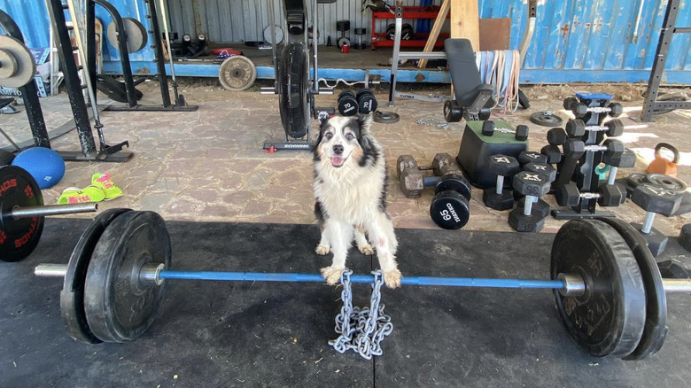 dog with paws on a big weight.