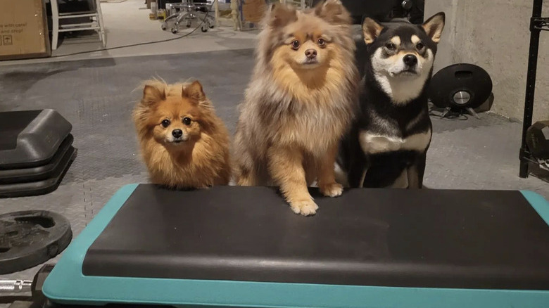 three dogs inside a home gym.