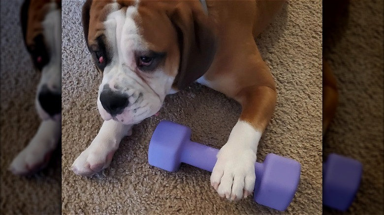 dog with his paw on a purple dumbbell.
