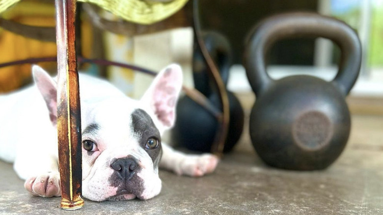 dog lying next to a kettlebell.