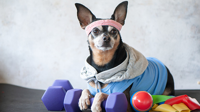 Dog with gym outfit and equipment