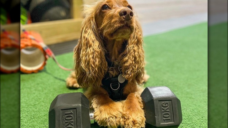 dog with paws on a 10kg dumbbell.