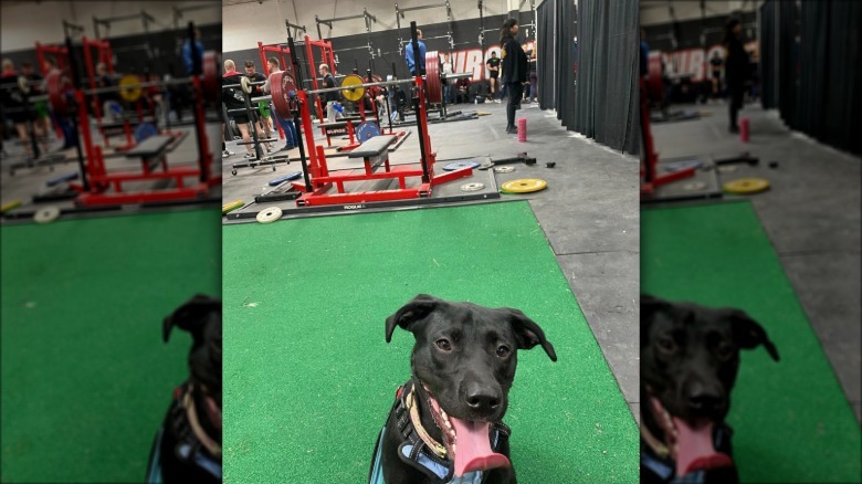 dog sitting on a green mat at the gym.
