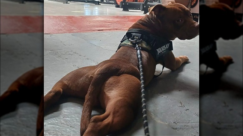 dog stretching hind legs at the gym.