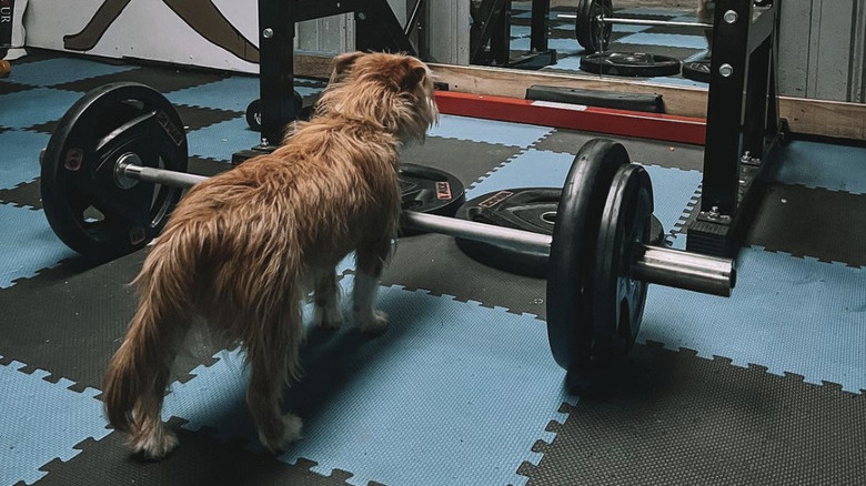 dog standing in front of weights and looking in the mirror.