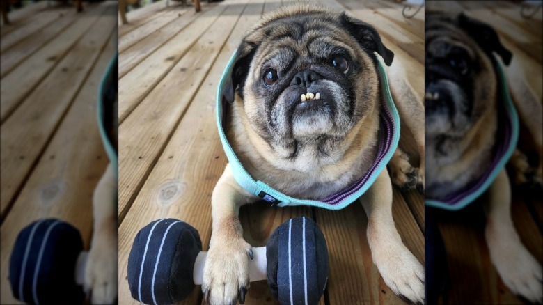 a dog with his paw on a stuffed dumbbell.