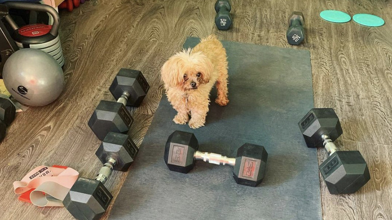 small dog surrounded by dumbbells.