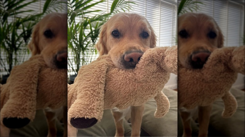 a golden retriever holding a stuffed toy in its mouth