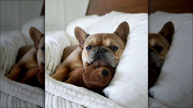 a frenchie dog in bed with its chin resting on a stuffed brown bear