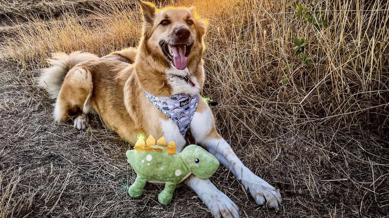 a dog in a field with a stuffed dinosaur by its foreleg