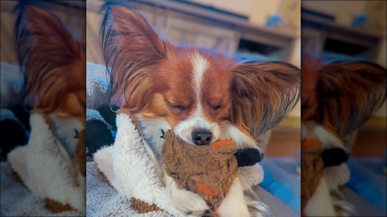 a dog napping with its chin resting on a stuffed animal toy