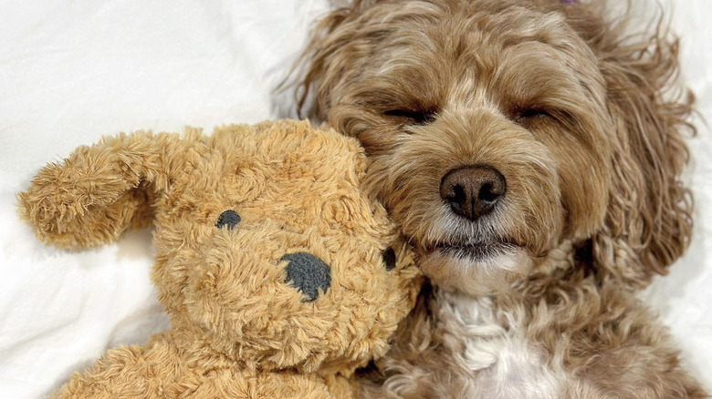 a dog lying on its back next to a stuffed bear