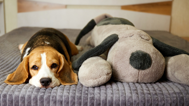 Beagle with dog stuffie