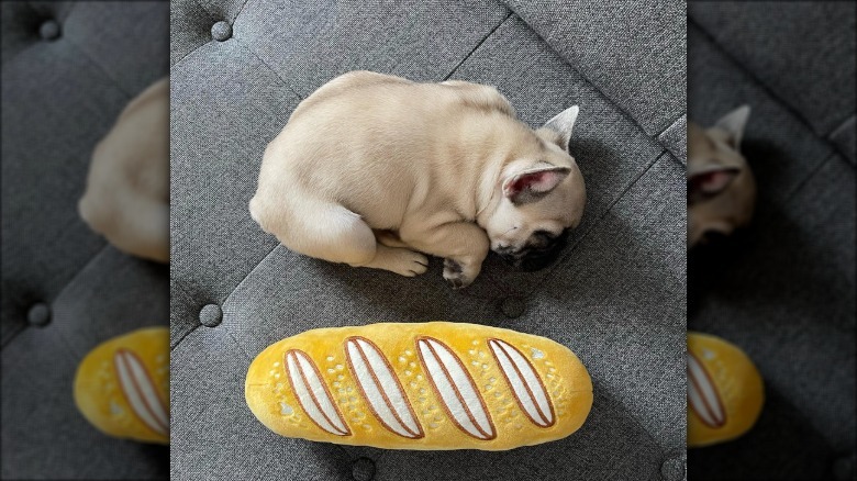 a dog curled up next to a stuffed baguette toy