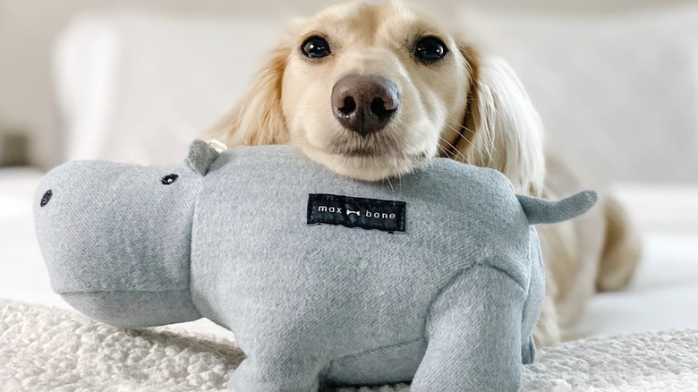 a doxie on a bed resting its chin on a stuffed blue hippo