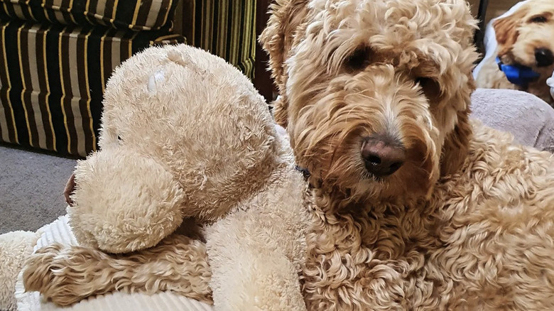 a doodle dog resting its forelegs on a big stuffed dog