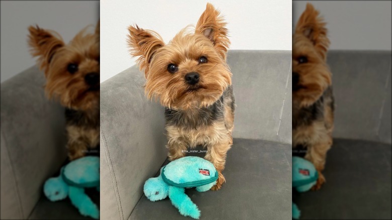 a dog sitting on a couch with a stuffed turtle