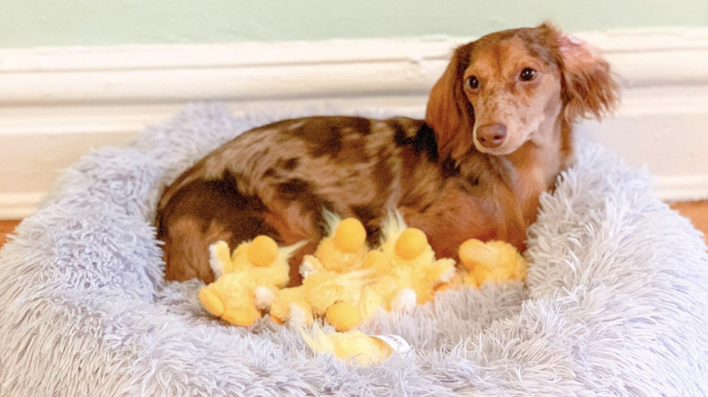 a dog lying on a dog bed with several stuffed yellow chicks