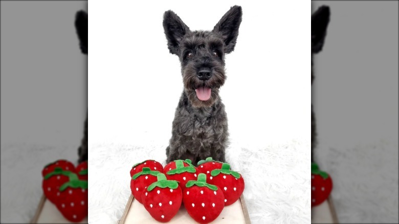 a dog with half a dozen stuffed strawberry toys in front of it