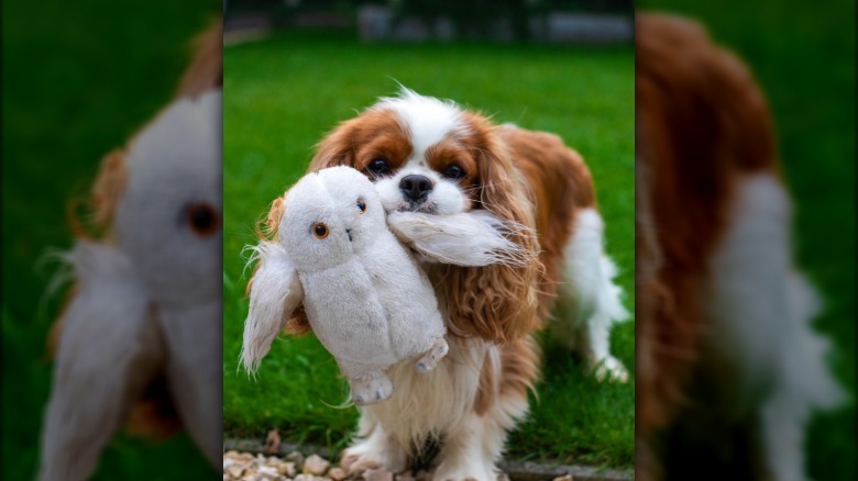 a cavalier king charles spaniel with a stuffed owl in its mouth