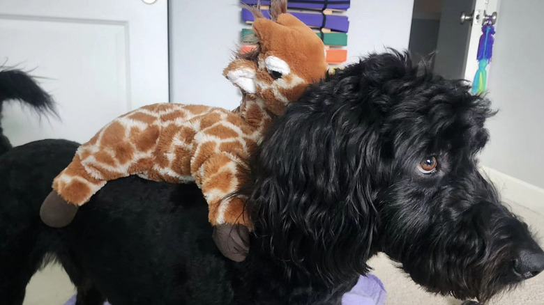 a black dog standing with a stuffed giraffe on its back