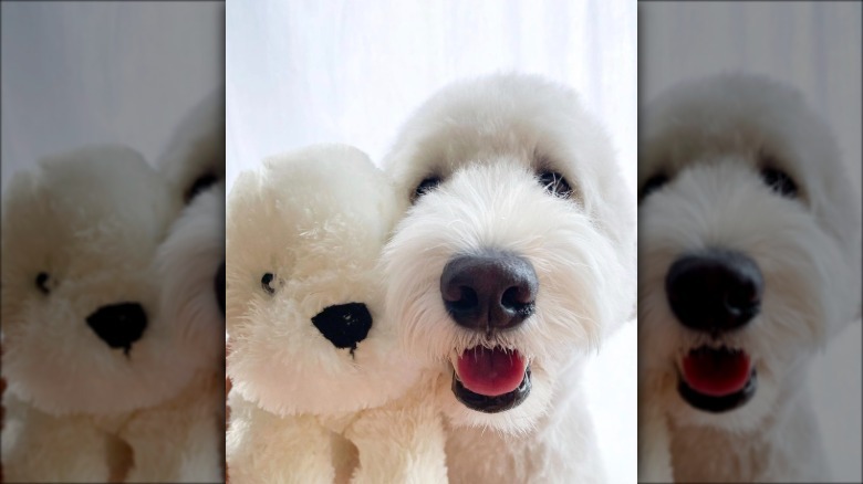 a white dog with a matching white stuffed animal