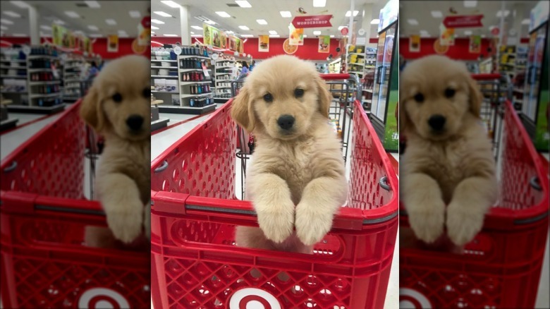 golden puppy in shopping cart.