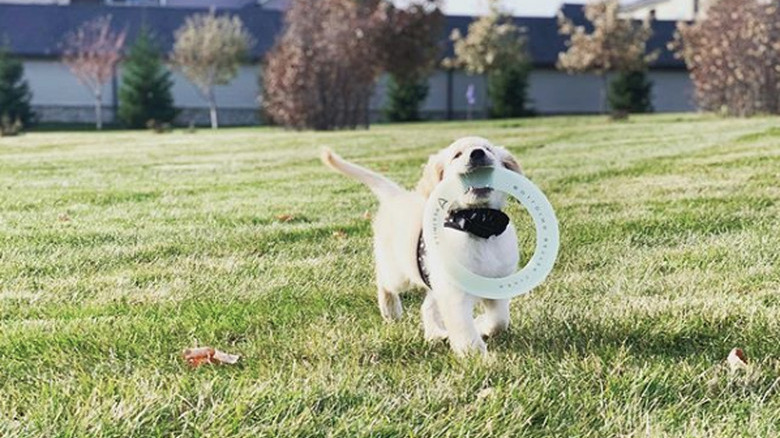 golden puppy with giant frisbee.