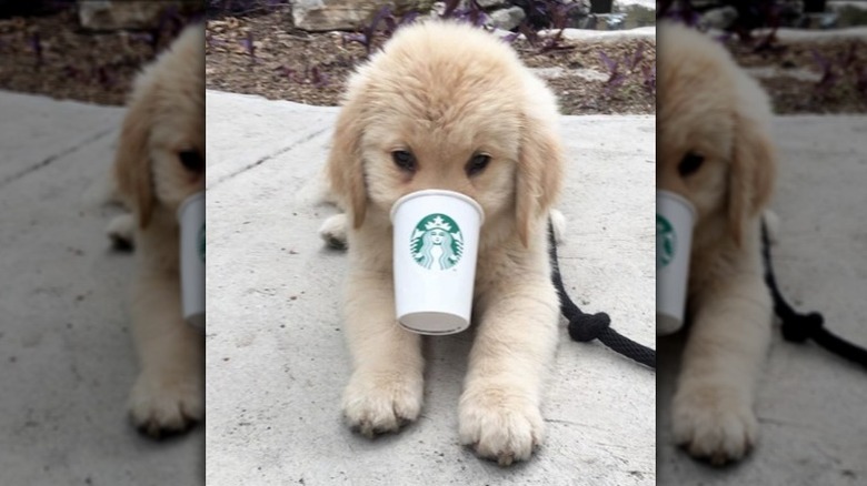 golden puppy drinking Starbucks.
