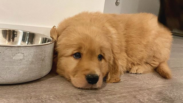 golden puppy waiting by food bowl.