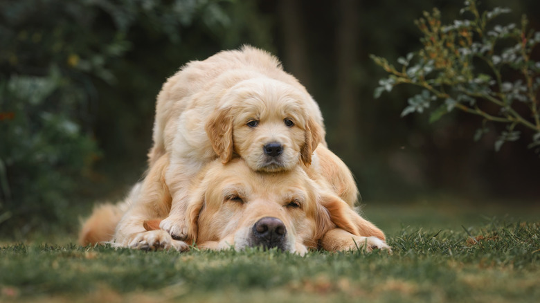 Golden retriever puppy lays on their mom