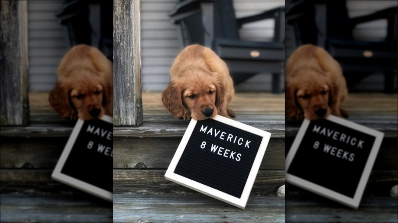 golden puppy with age sign.