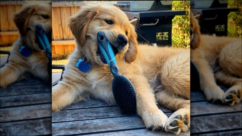 golden puppy eating hairbrush.