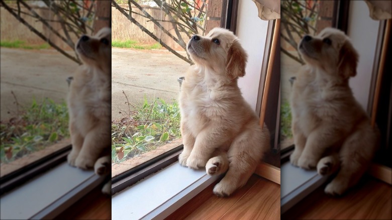 golden puppy posing by window.
