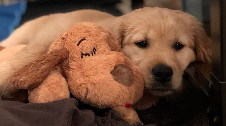golden puppy with stuffed toy.