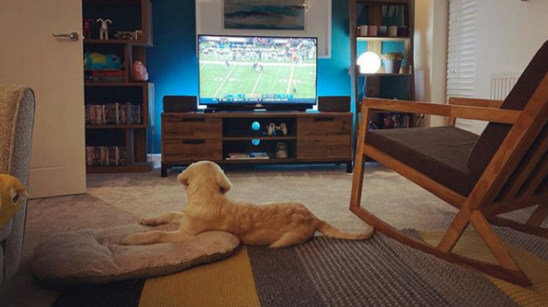 golden puppy watching football on TV.